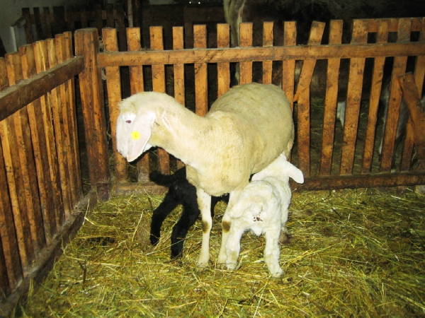 Foto degli animali