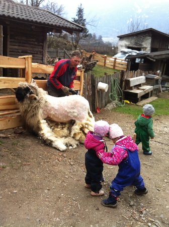 Foto degli animali