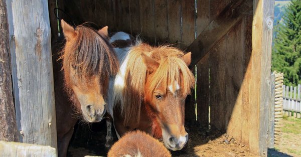 Foto degli animali