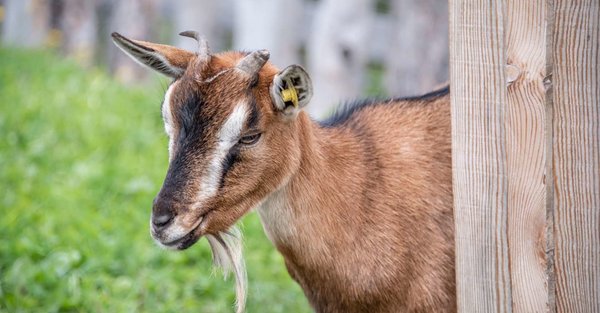 Foto degli animali