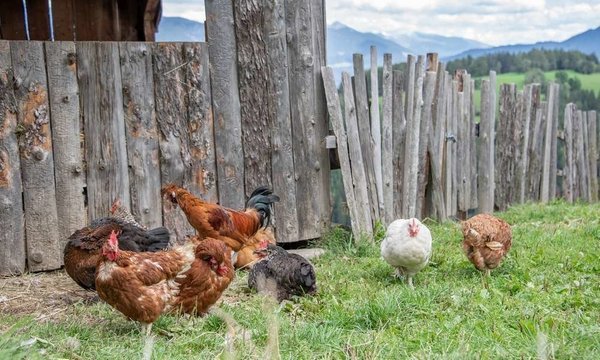Foto degli animali