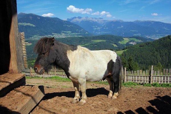 Foto degli animali