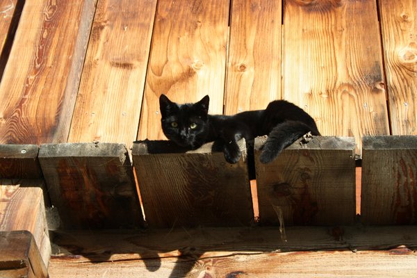 Foto degli animali