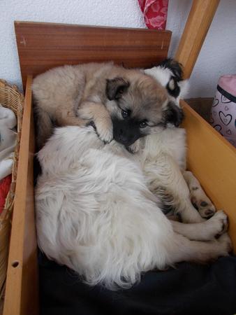 Tierfoto