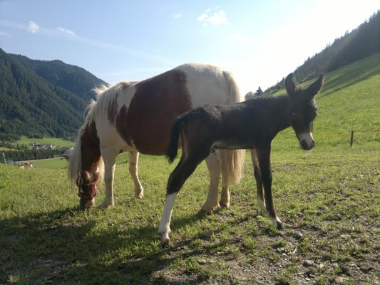 Photo of the animals