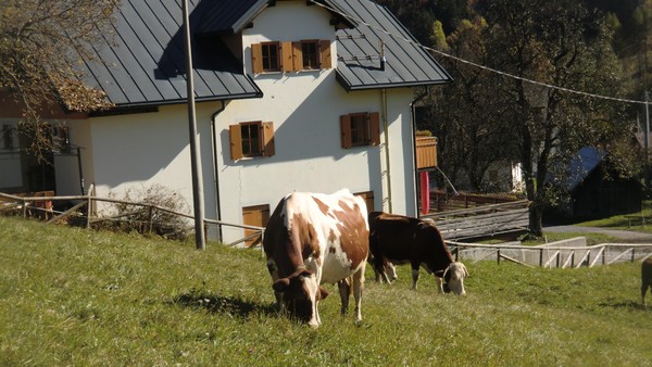 Tierfoto
