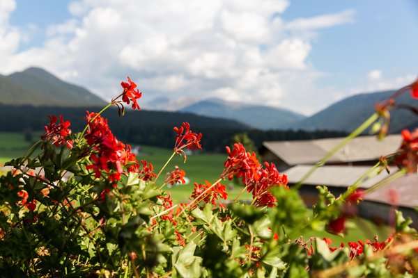 Photo gallery summer