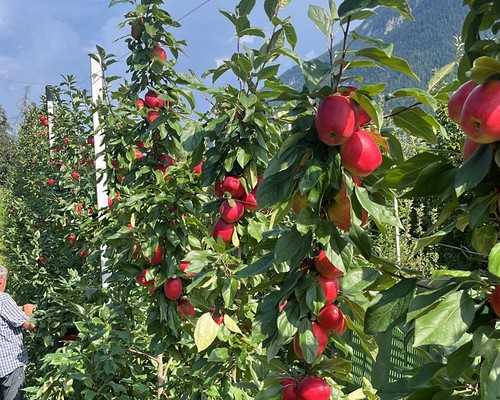 Photo of the vegetable garden