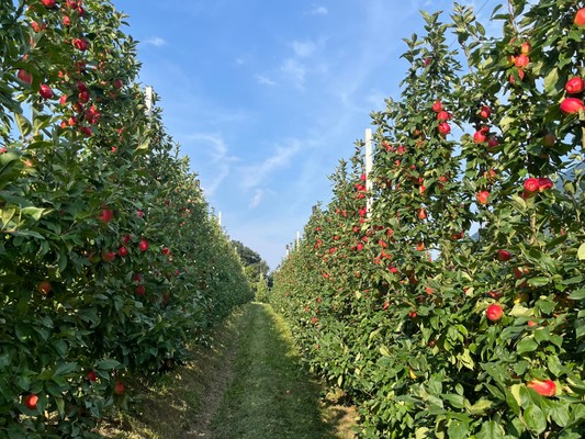 Photo of the vegetable garden