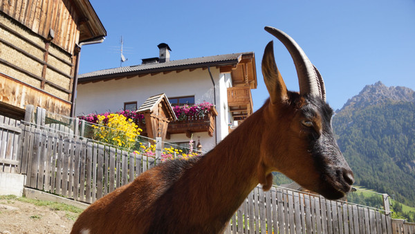 Foto degli animali