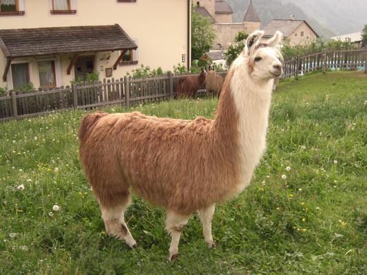 Ferienwohnungen auf dem Bauernhof Lüch de tor Sankt Vigil in Enneberg und Umgebung