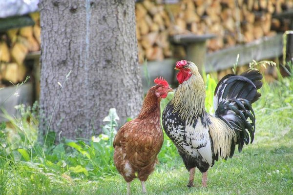 Foto degli animali