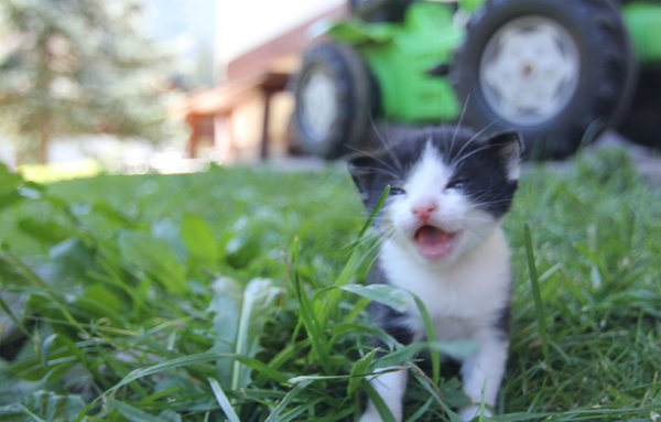 Foto degli animali
