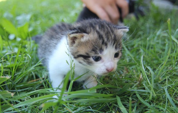 Foto degli animali