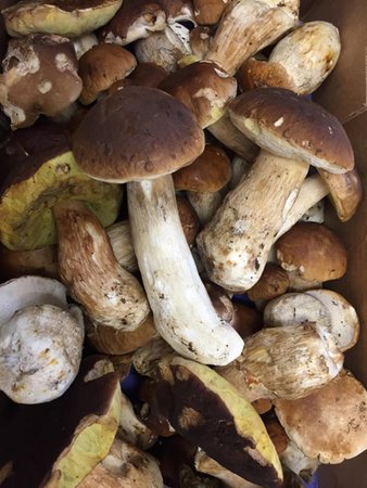 Il cibo