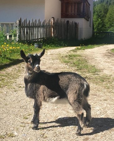 Photo of the animals