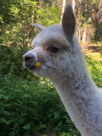 Foto degli animali