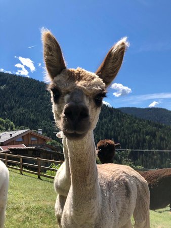 Foto degli animali