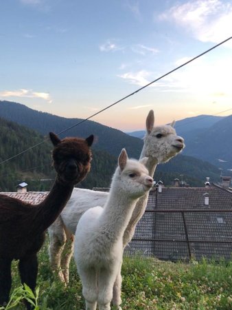 Foto degli animali