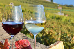 Weinkellerei Sandro