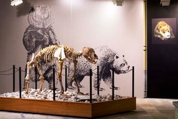 Museum di Archeologia e Paleontologia Carlo Conti