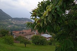 Farm Antica dimora del gallo nero