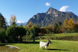 Farm Chiasars