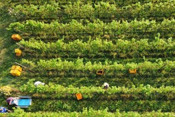 Weingut Vallecamonica