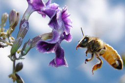 Honey Farm Del Brenta