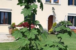 Appartamenti Casa Zanier