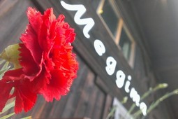 Restaurant Pizzeria Meggima al lago