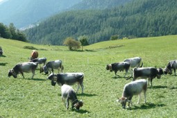 Tourist board Hiking Area and Natural Park Monte Corno - Anterivo - San Lugano - Trodena
