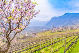 Associazione turistica Bassa Atesina / Südtiroler Unterland