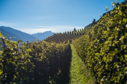 Winery Falkenstein