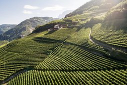 Azienda vinicola Gump Hof