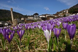 Ufficio turistico IAT Sauris