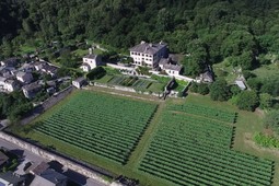 Azienda vinicola Mamete Prevostini