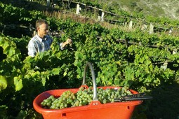 Weingut Maison Vevey Albert