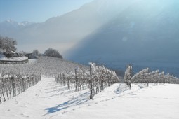 Winery Grosjean Vins