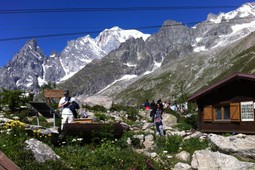 Alpiner botanischer Garten Saussurea