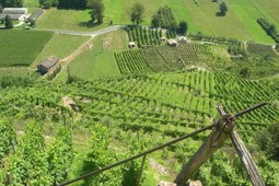 Azienda vinicola Francesco Folini