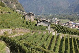 Weingut La Perla