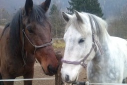 Riding farm Al Borg