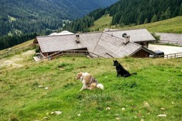 Bauernhof mit Restaurant Malga Lozen