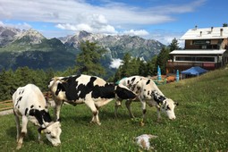 Mountain hut Malga Zambana