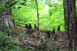 Parco Faunistico Spormaggiore