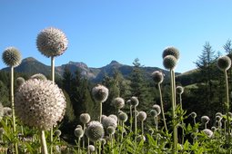 Botanischer Alpengarten Viote del Monte Bondone