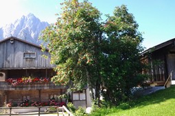 Appartamenti Casa Zambon