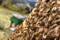 Apicoltura The Honey Family