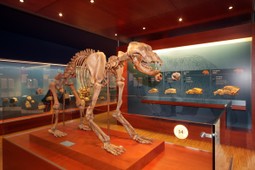 Museum Ladin Ursus ladinicus